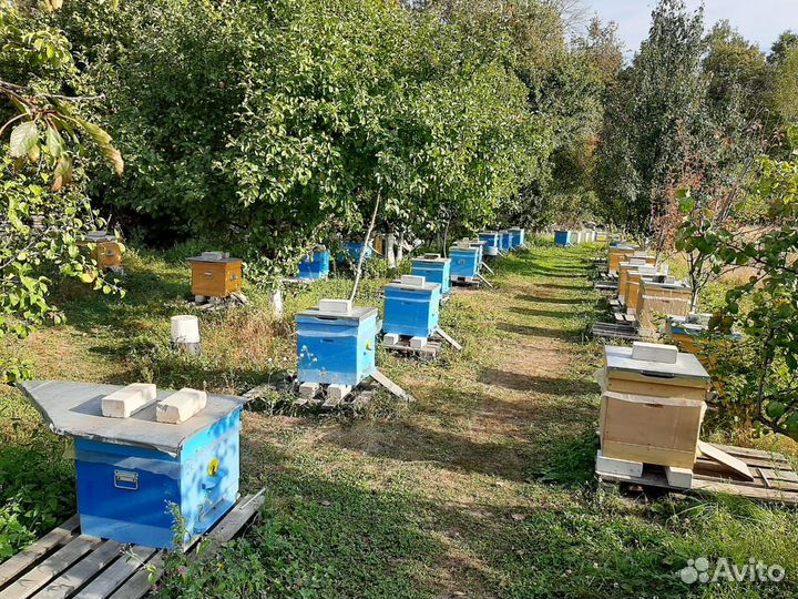 Мед Плотный, Густой