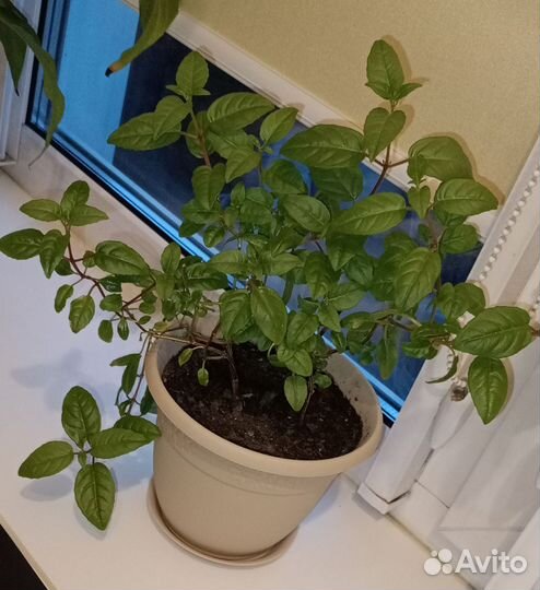 Цветы разные