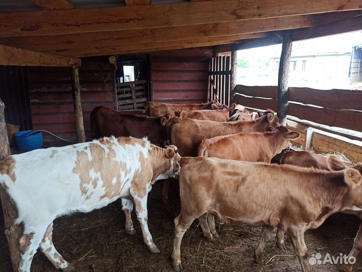 Продам телок