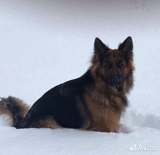 Много пород