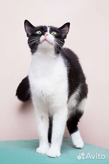 Приятно познакомиться - я кошка Куся