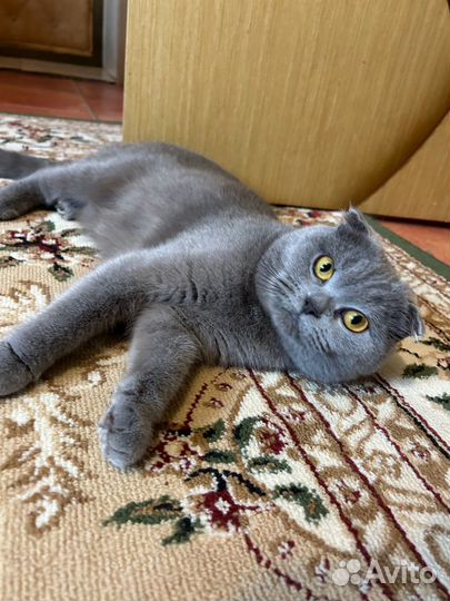 Шотландская