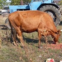 Коровы стельные