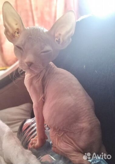 Донской сфинкс котята