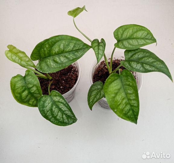 Комнатные растения монстера Силтепекана