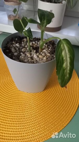 Диффенбахия камилла