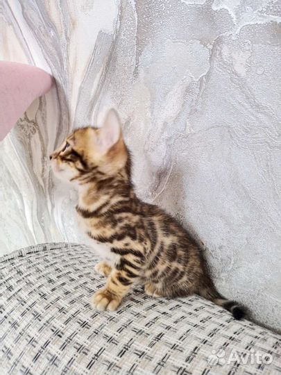 Бенгальские котята