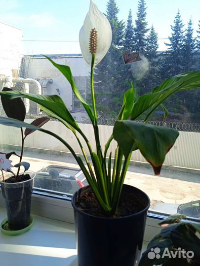 Спатифиллум