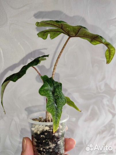 Алоказия Жаклин, Шкура дракона