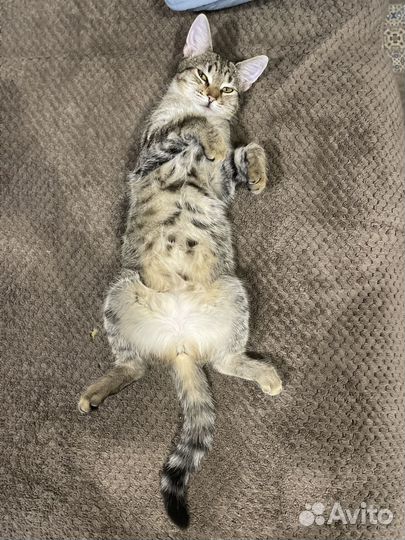 Кошечка ищет кота для вязки