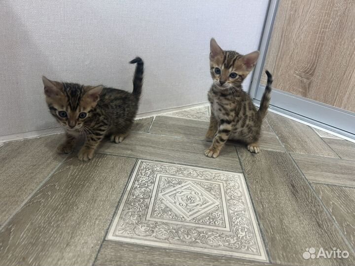 Котята бенгалы