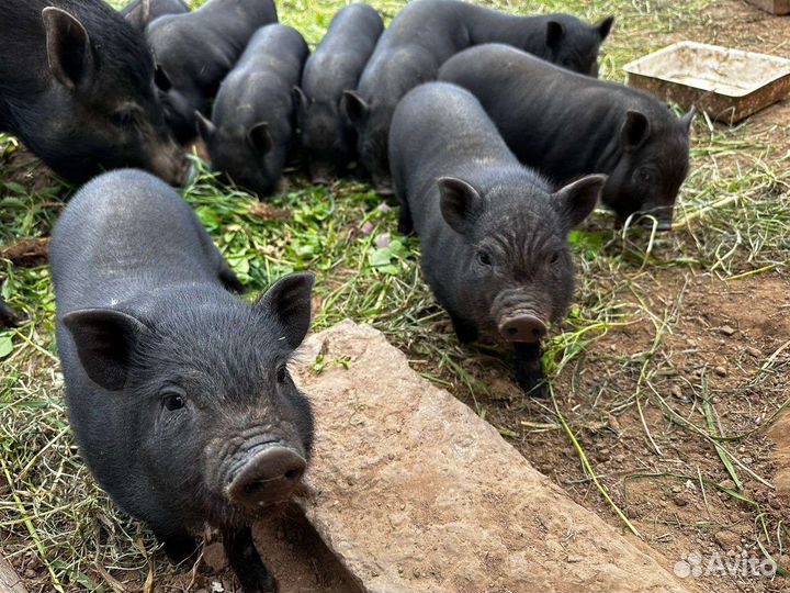 Вьетнамские вислобрюхие поросята