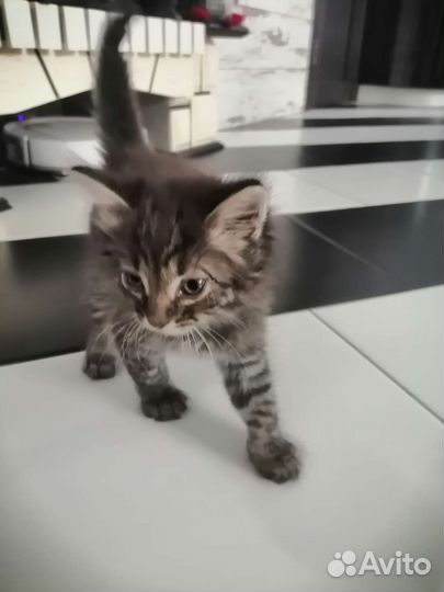 Кот в добрые руки