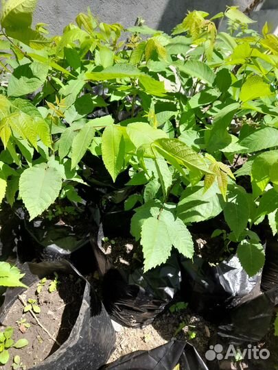 Черный орех саженцы