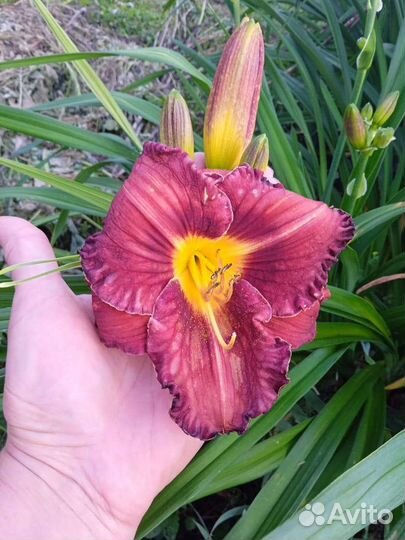 Лилейник гибридный Рози Рино