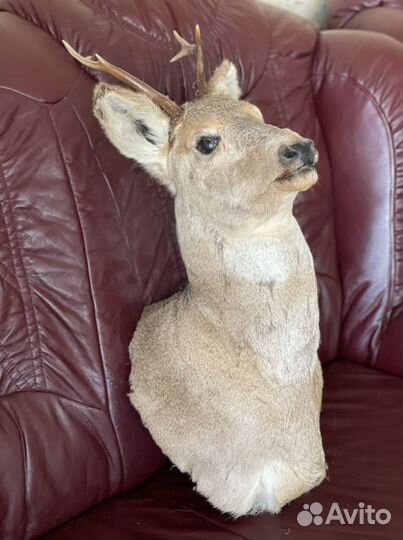 Чучело головы косули