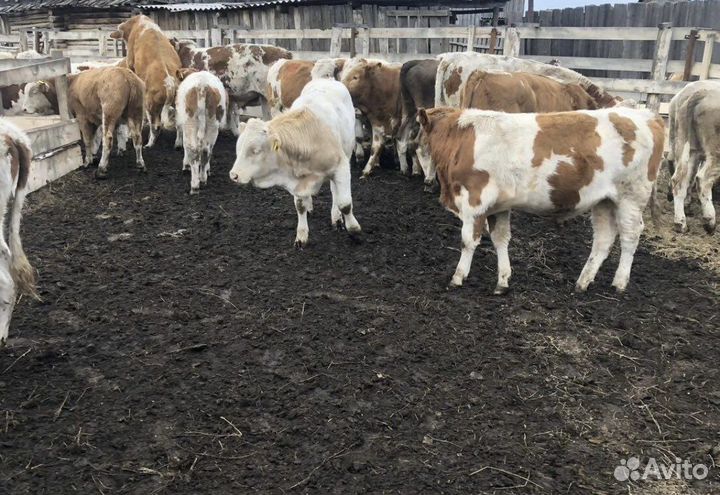 Бычки крс молодняк