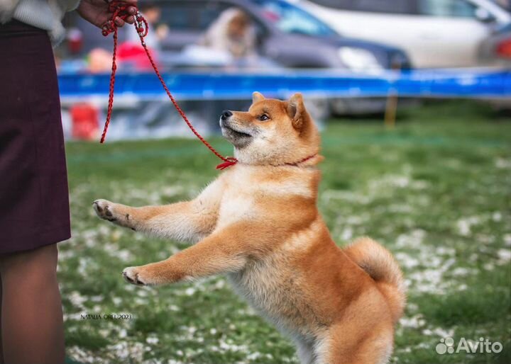 Щенок Сиба Ину