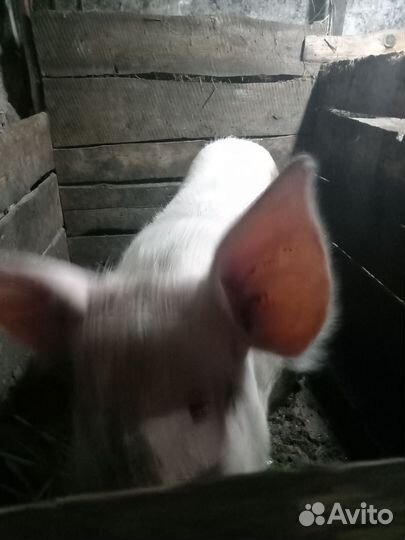 Поросята ландрас дюрок