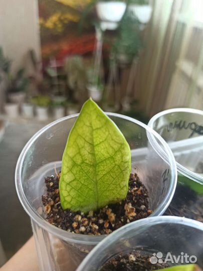 Замиокулькас шорт лив вариегатный