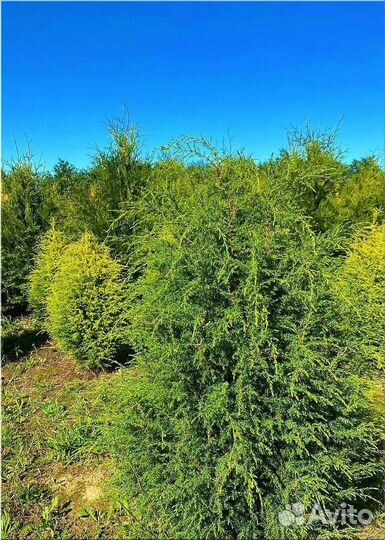 Туя Брабант ком/Доставка