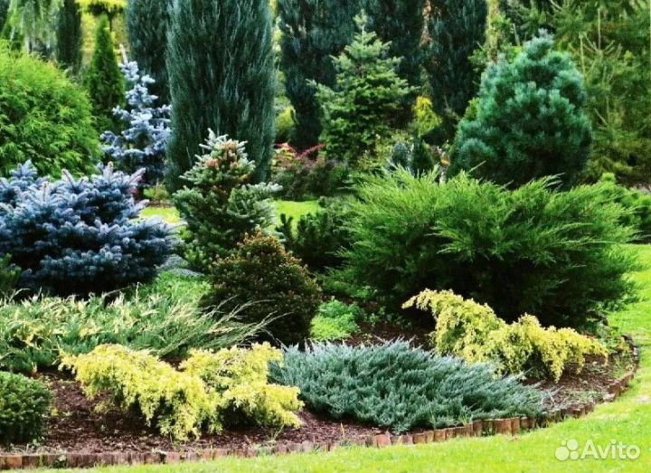 Хвойные растения