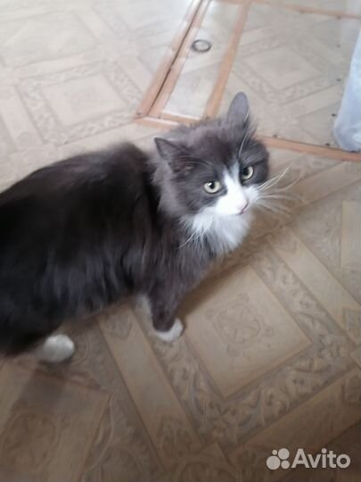 Кошка в дар бесплатно
