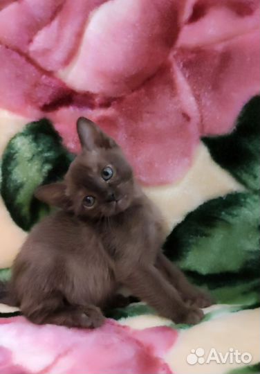 Бурманские котята