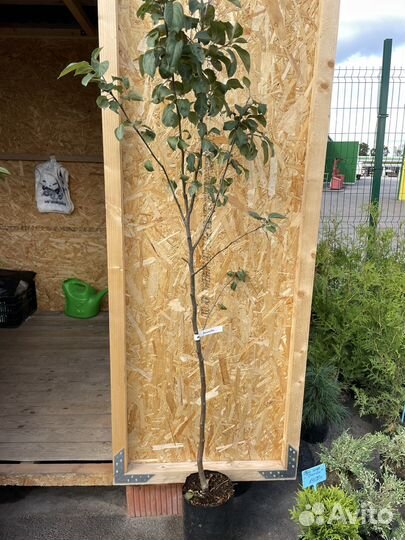 Яблоня Антоновка