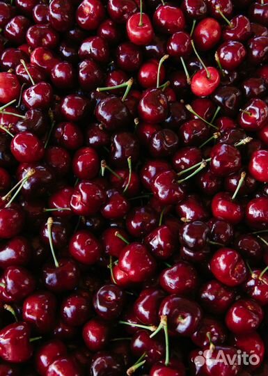 Вишня свежая