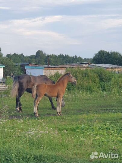 Лошадь жеребец Кобылы