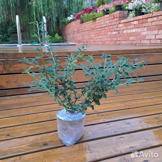 Спирея вангутта