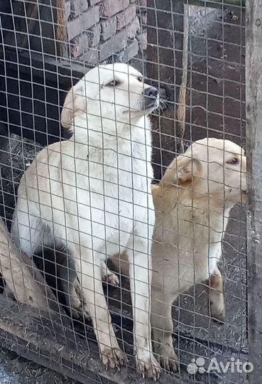 Девчата дворянских кровей