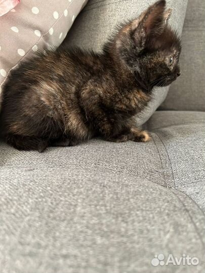 Котята бесплатно