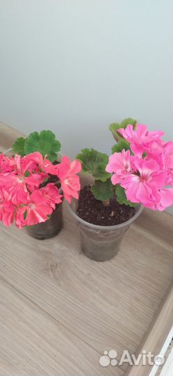 Комнатные цветы