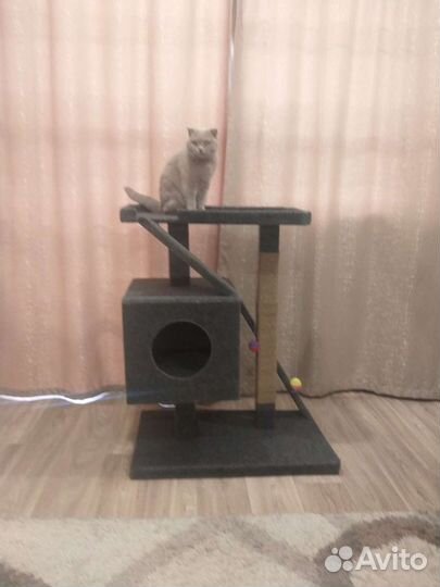 Домики и лесенки для кошек и собак с когтеточкой