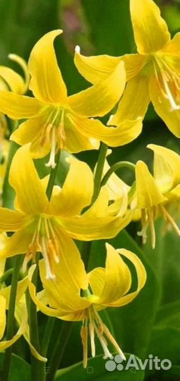 Кандык Пагода