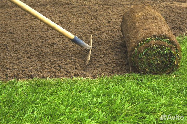 Продажа Рулонного газона