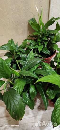 Спатифиллум