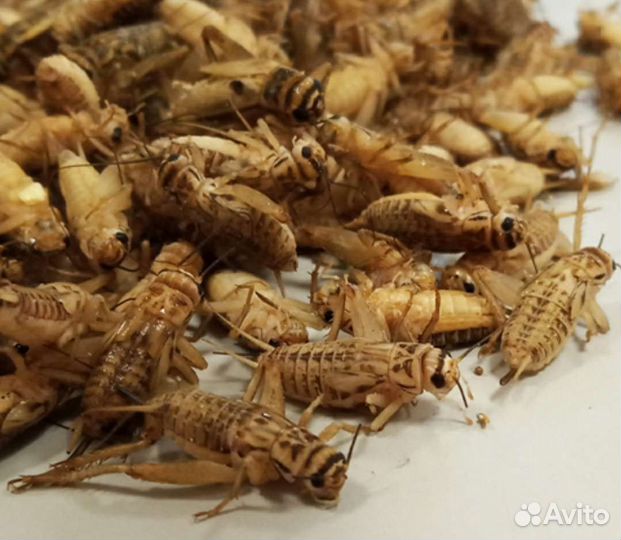Замороженые цыплята,насекомые зоофобус,сверчок,льв