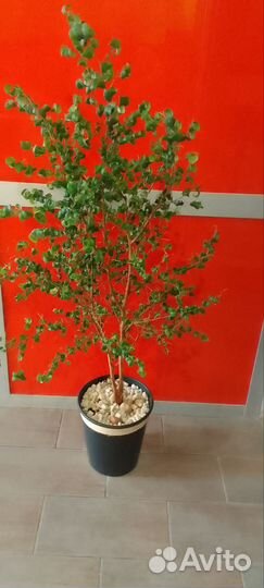 Фикус бенджамина барок