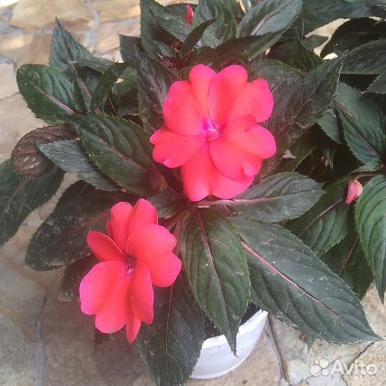 Бальзамины новогвинейские