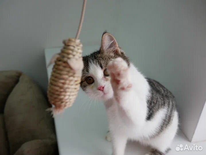 Шалун Гермес