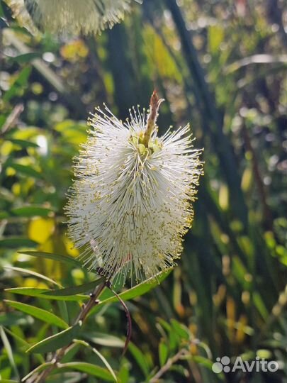 Каллистемон белый и красный взрослый