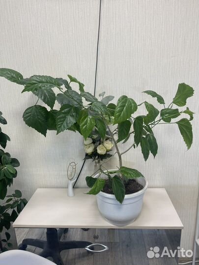 Драцена, фикус, гибискус