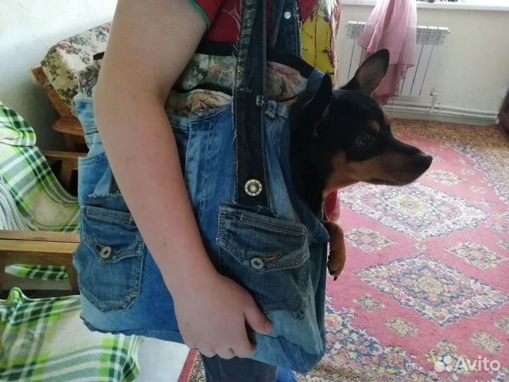 Сумка переноска для собак до 10 кг