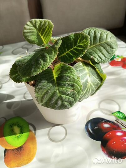 Глоксиния цветущая махровая