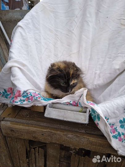 Котята в добрые руки бесплатно