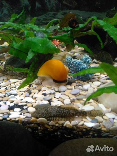 Анциструс, сом прилипала