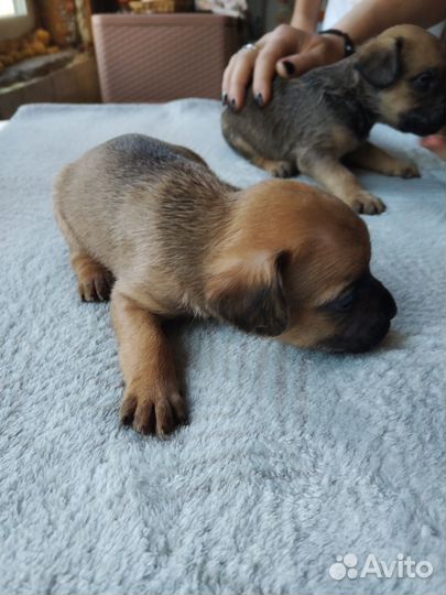 Французский бульдог щенки